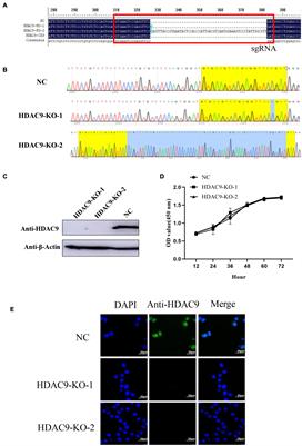 Knockout of HDAC9 Gene Enhances Foot-and-Mouth Disease Virus Replication